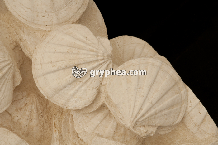 Pectens fossiles (Coquilles St Jacques) - gryphea.com